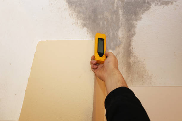 Trusted North Shore, VA Mold Removal Experts