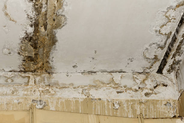 Best Commercial Mold Inspection  in North Shore, VA