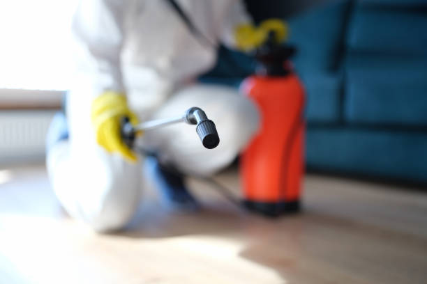 Best Black Mold Removal  in North Shore, VA