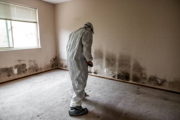 Best Mold Prevention Services  in North Shore, VA